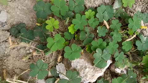 This is not called a four-leaf clover