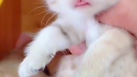 Funny Cat Baby