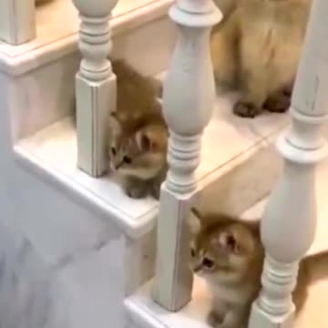Many cute cats