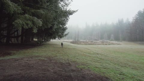 Dog running in the meadow