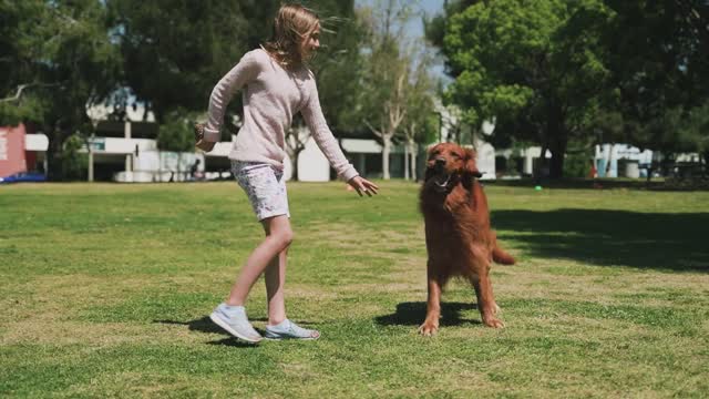 Training a dog and training dog effective...