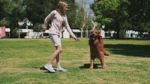 Training a dog and training dog effective...