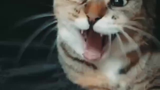Funny cute movment of cats and trein your cat easily, 😘😘😘😘😘