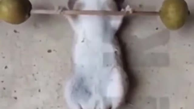 Jerry has turned the tables 😎 It's very funny videos