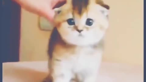 Cute kitten😍