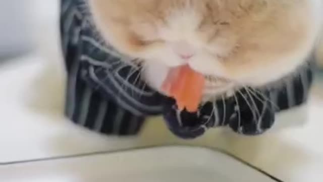 The Funniest Cat Videos on the Internet 🤣🐱