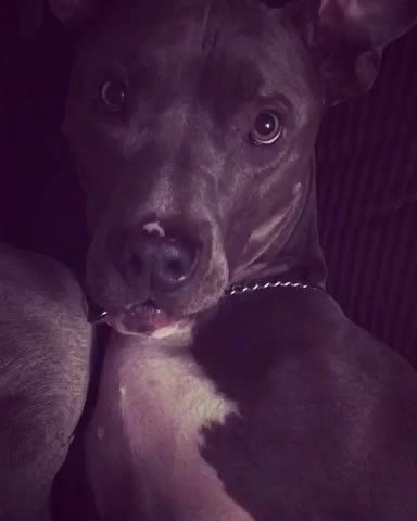 Pitbull doesn't want to go to bed