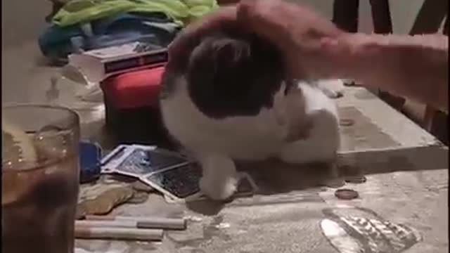 Funny cats reaction 👀