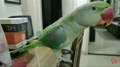 Amazing video parrots