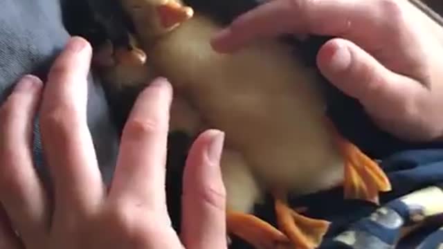 Baby Ducks talks like a duck 🦆