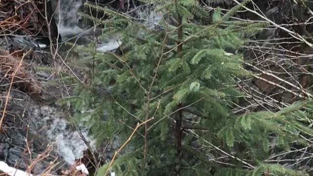 Thimbleberry Lake Trail Three