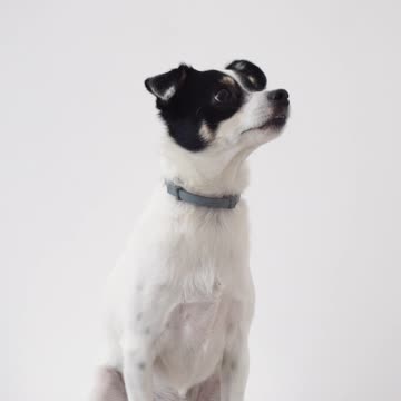 BEAUTIFUL DOG AND CUTE