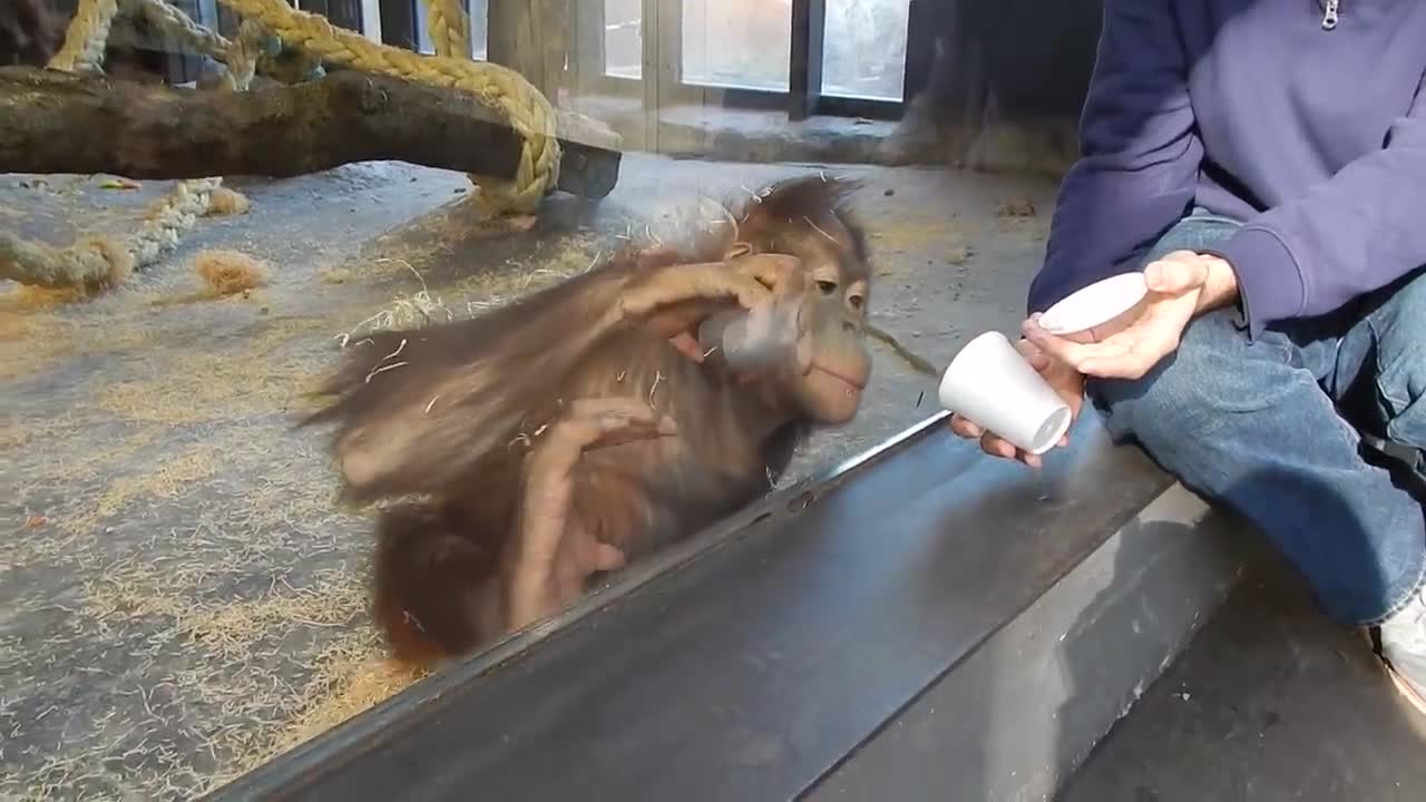 Monkey Sees A Magic ni