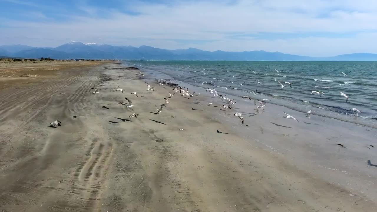 Seagulls flying at the beach