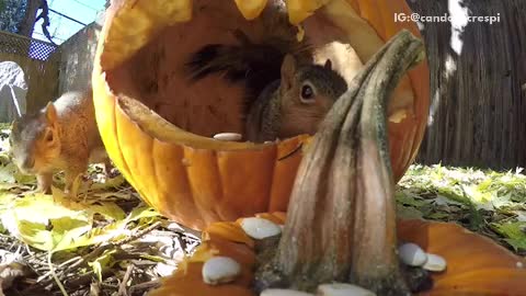 Squirrels playing inside of a pumpkin