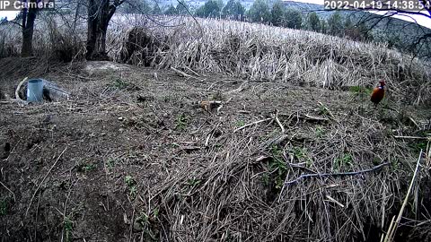 Wild pheasant watching over his hen