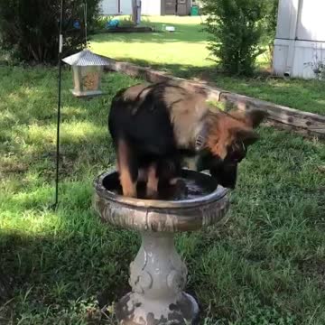 Overheated Dog Awkwardly Cools Off In Bird Bath