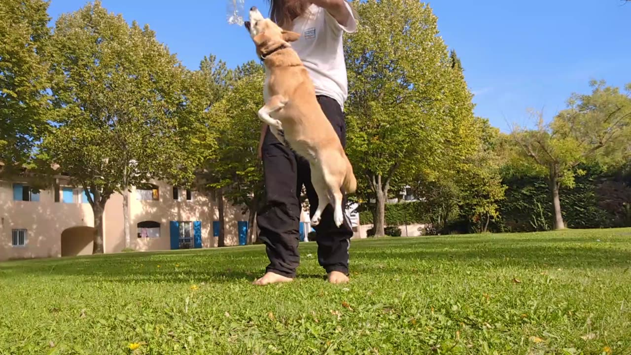 2023-10-14 (4) - Maya se blesse (salto avec mauvaise réception) - Kick Triskel (clip)