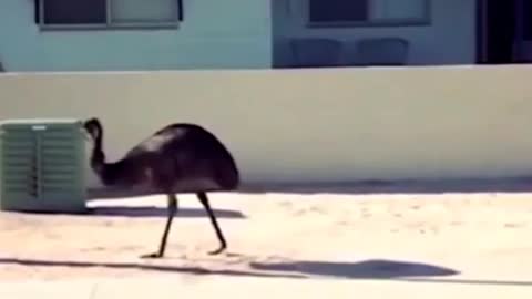 Funny birds part -4