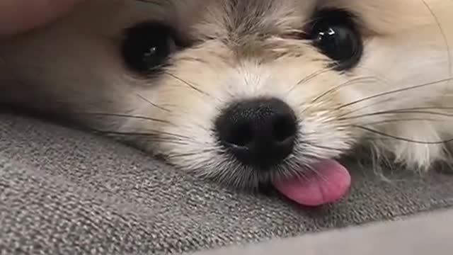 What a cute puppy ♥️ ♥️ ♥️