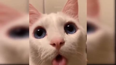 Funny cat shocking🙀 moment