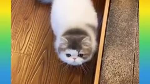 Beautiful cat fanny video super cute cat.