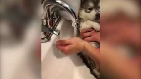 Puppy taking a bath1