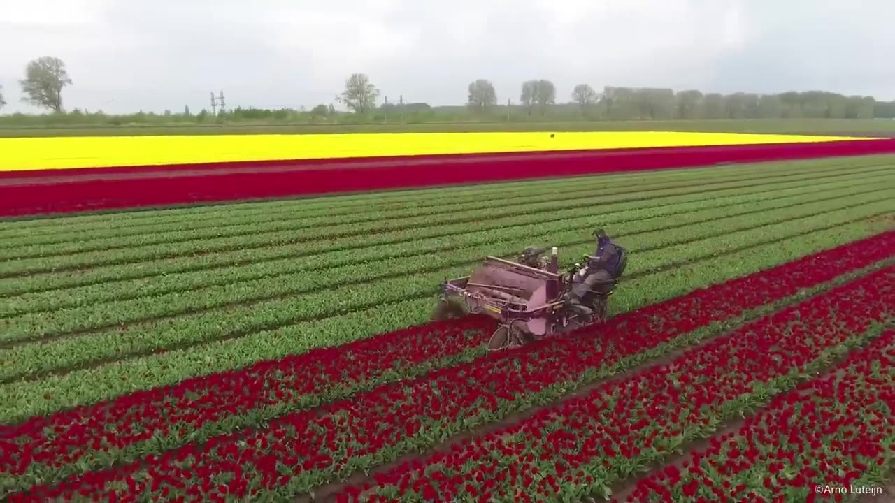 How 2 Billion Tulip Bulbs Are Produced and Harvested - Tulips Cultivation Technique in Green House