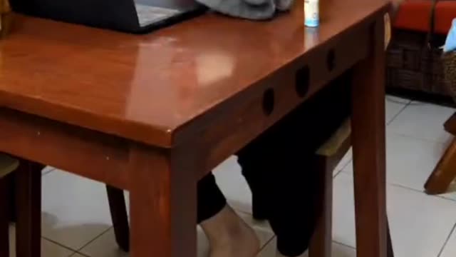 smart cat