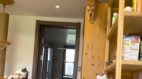 It stares with big round eyes