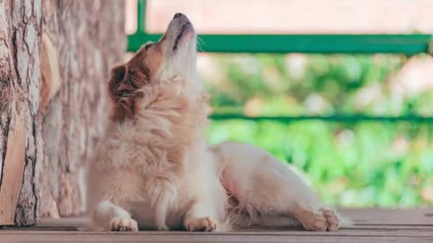 【Transition special effect video】A dog howling in the sky