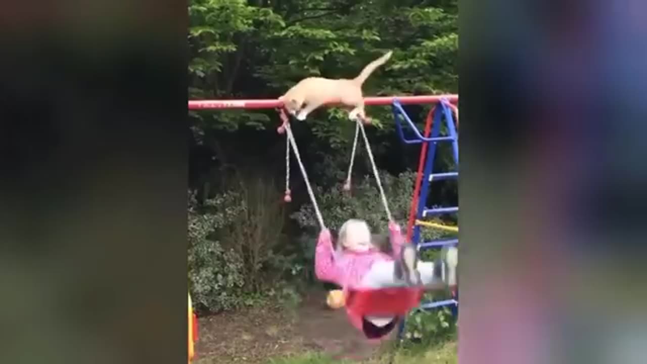 Funny animals video