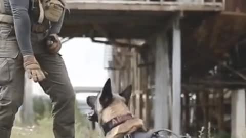 Smart Dog Training Video 🐶 | Dog Training Tricks 🐕 | Dog Training 🐾 | #shorts # dog #dogtraning