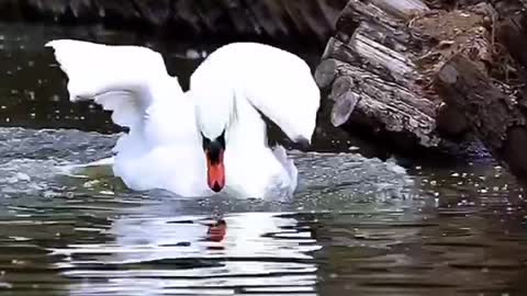 A beautiful white swan is playing in the water