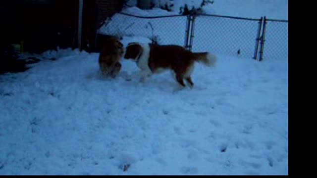 Golden Retriever & St Bernard Playing in the snow.