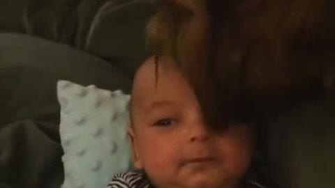 Dogs and baby funny