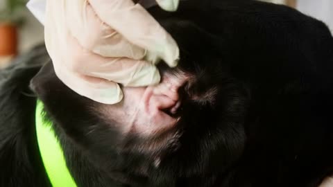 Veterinarian conducting examination of black labrador ears. Doctor examining dark retriever dog