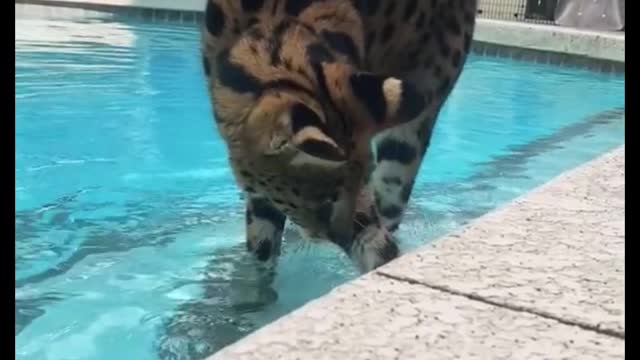 Is this a leopard? What is it doing?