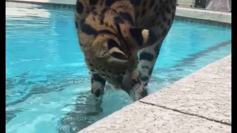 Is this a leopard? What is it doing?