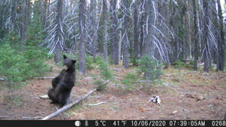 Bear Finds Perfect Back Scratcher