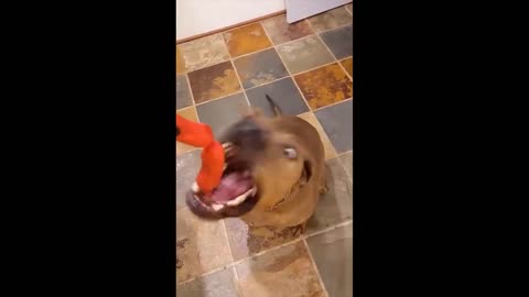 Funny cat and dog video