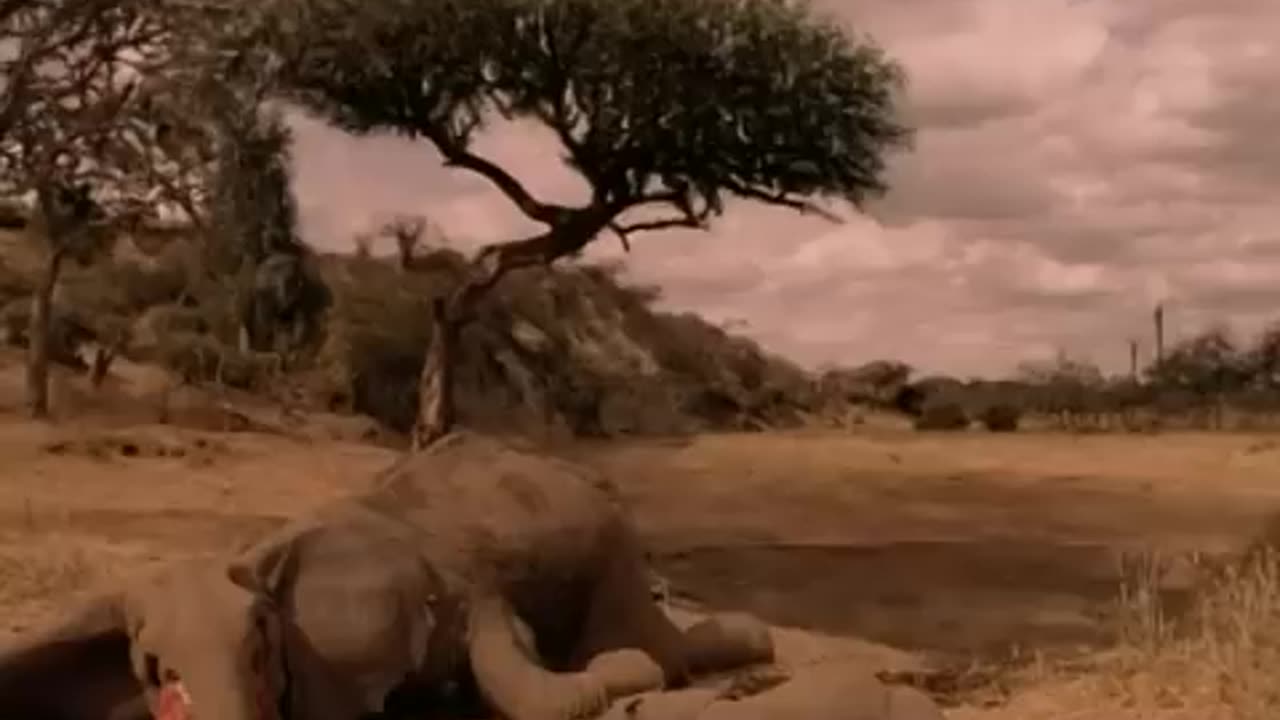 Michael_Jackson_-_Earth_Song__Official_Video
