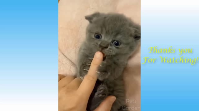 Cute little cat eats finger