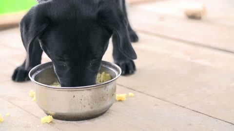 Black Labrador dog eating from cup in Slow motion