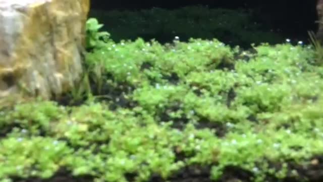 Freshwater Panted Tank Dry Start Method - Finally Flooded