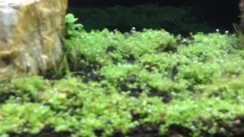 Freshwater Panted Tank Dry Start Method - Finally Flooded