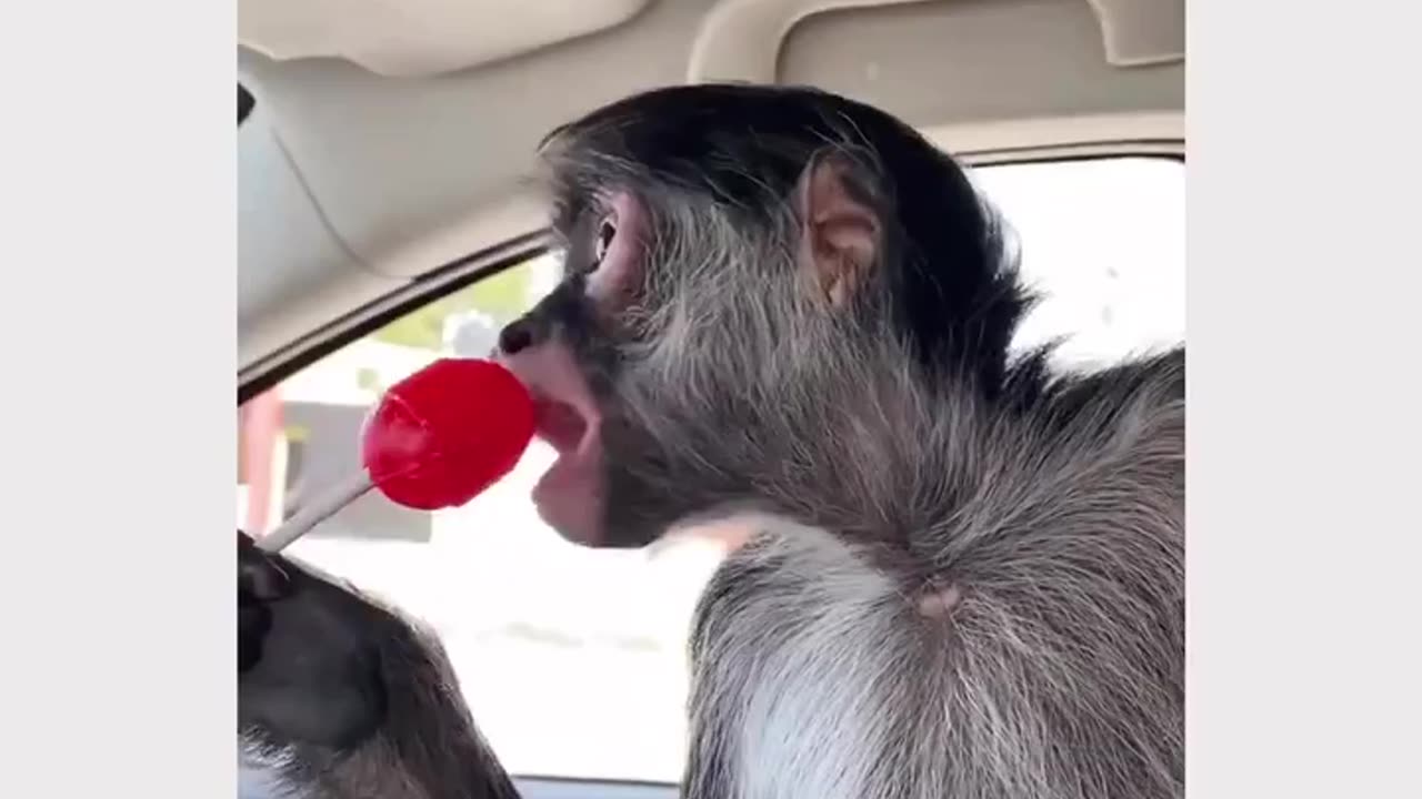 Monkey trying lollipop for the first time