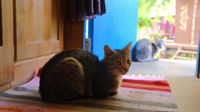 Cats Relaxing In House