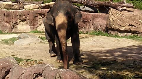 Elephants chilling