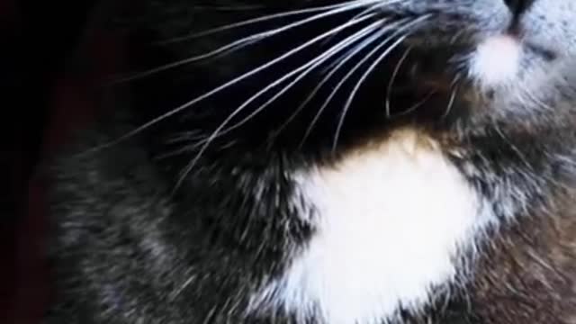 Black cute cat watching your eye #shorts #cutecats_oftheworld #cutecats